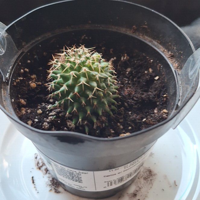 Amigo's Head (Decapitated)