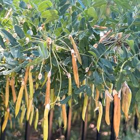 Photo of the plant species Siberian Peashrub by @QuickBaytree named Gates on Greg, the plant care app