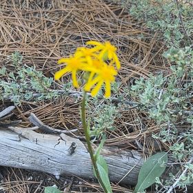 Photo of the plant species Butterweed by @QuickBaytree named Marley on Greg, the plant care app