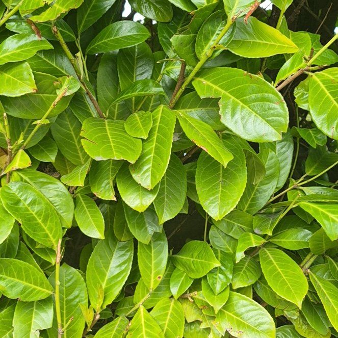 Photo of the plant species Cherry Laurel by @PoshAnahaw5 named Taylor Swift on Greg, the plant care app