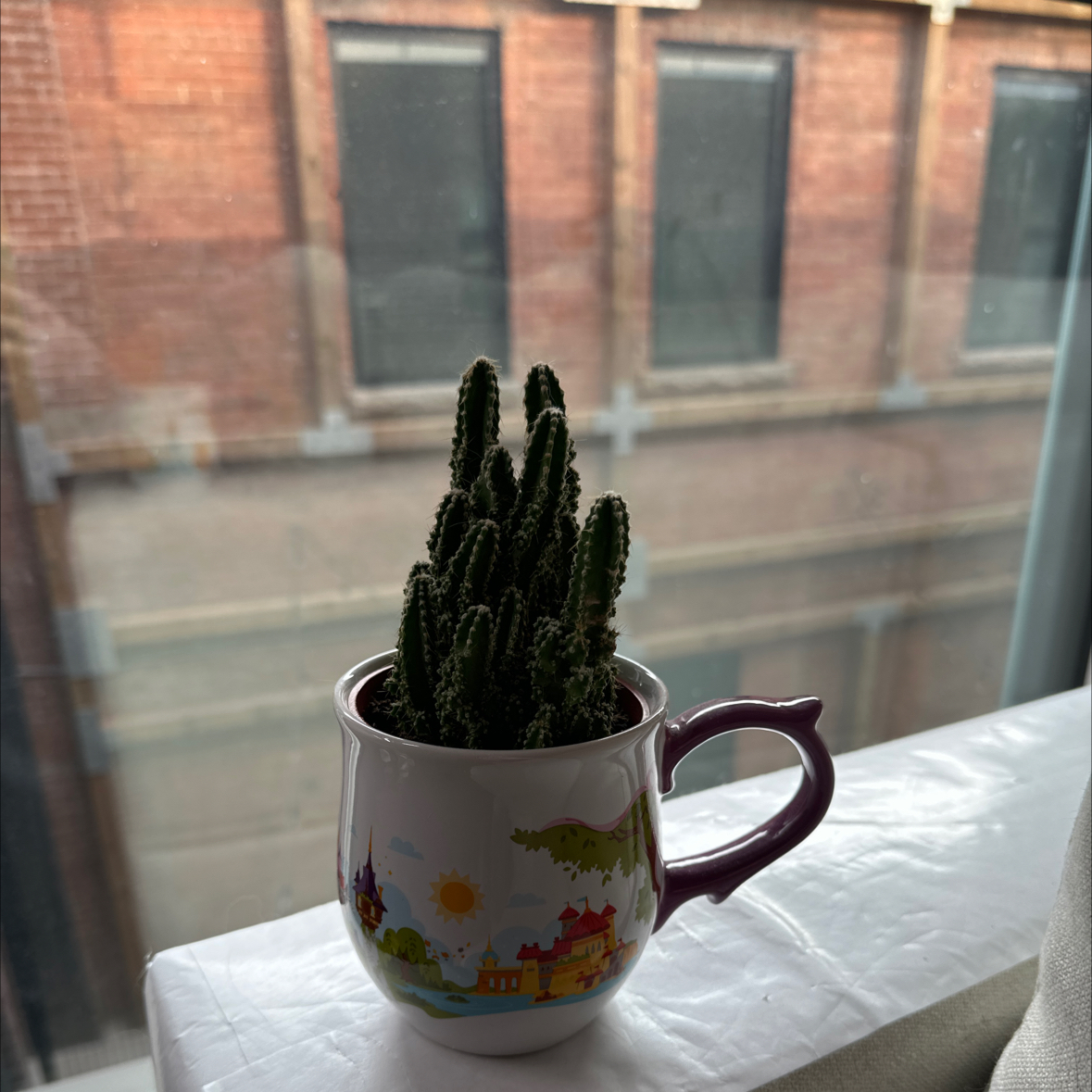 Night-Blooming Cereus plant in a decorative mug on a windowsill.