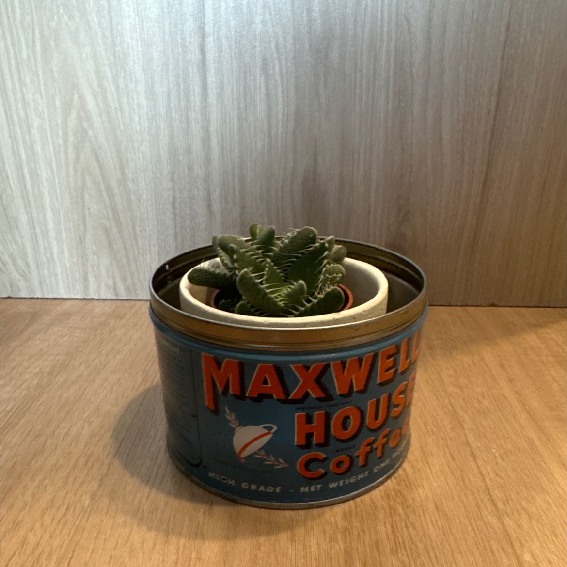 Tiger's Jaw succulent in a pot inside a vintage Maxwell House coffee tin.
