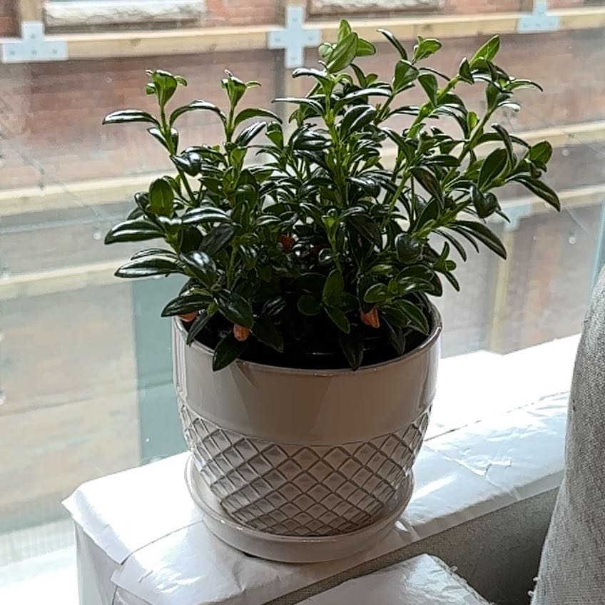 A healthy Goldfish Plant in a decorative pot on a windowsill.