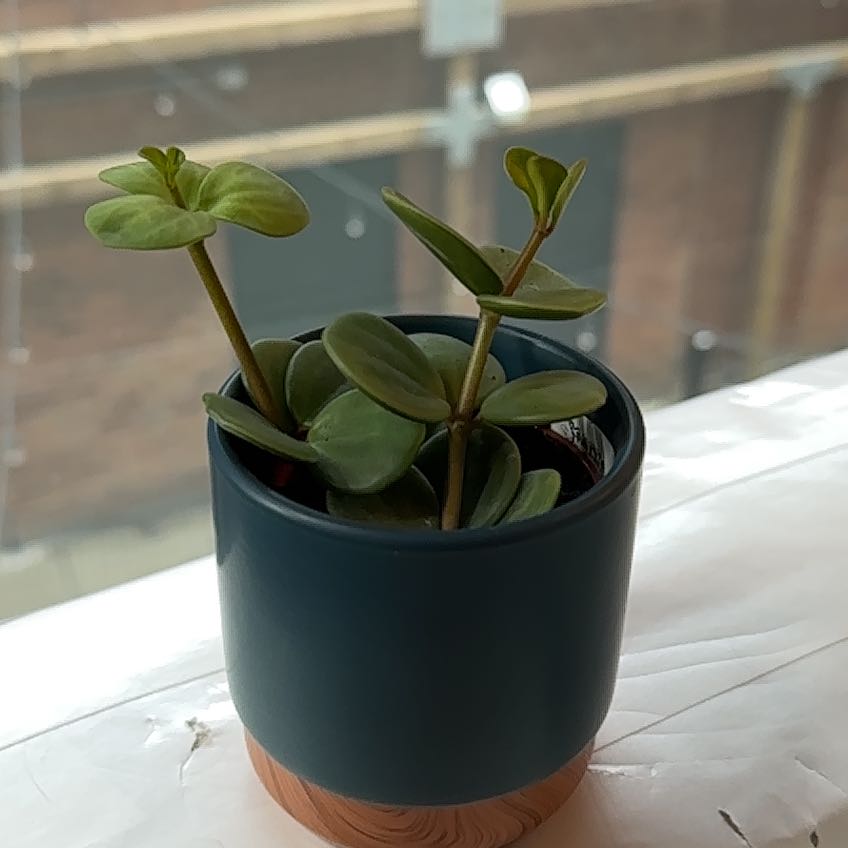 Peperomia 'Hope' plant in a small pot, healthy and well-framed.