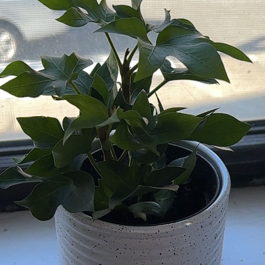 Photo of the plant species Pia Tree Ivy by @RelievedOkra named Greenu on Greg, the plant care app