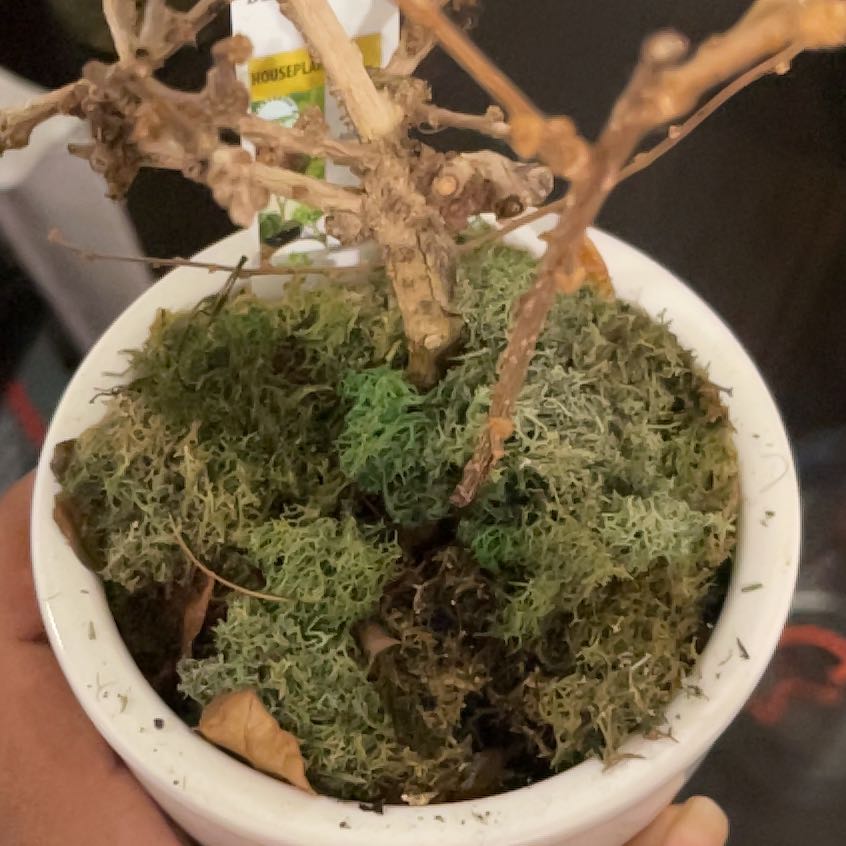 Nemo