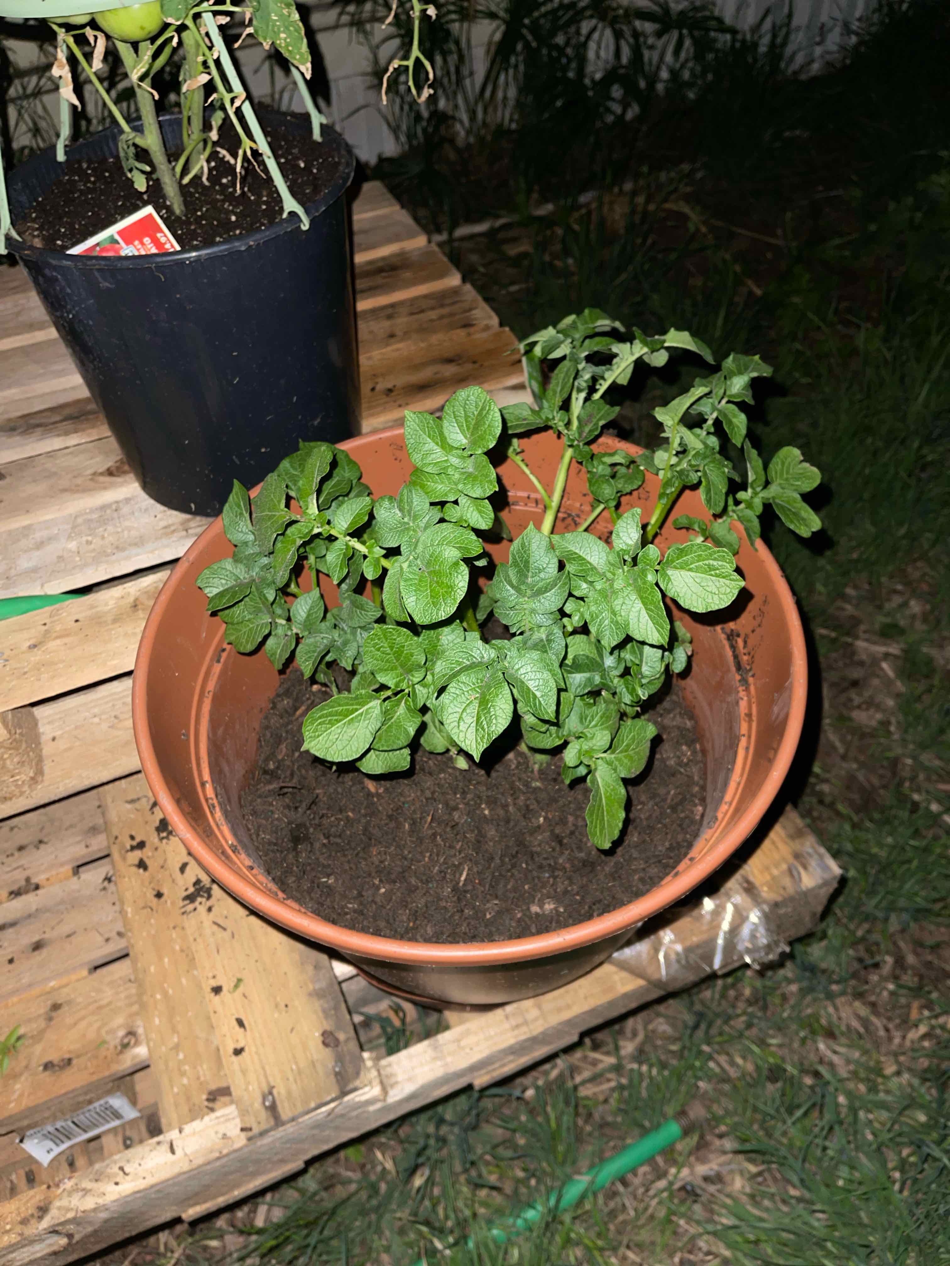 Photo of the plant species Potatoe by @ZarfAnisehyssop named Plato on Greg, the plant care app