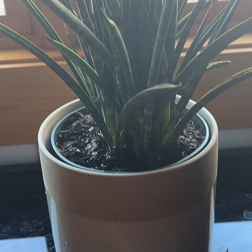 Photo of the plant species Sansevieria 'Fernwood' by @StrategicPalqui named Ronaldo on Greg, the plant care app