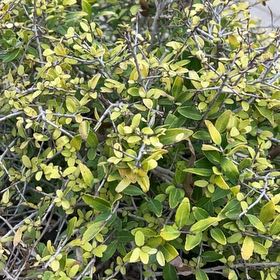 Photo of the plant species Eureka Gold Dwarf Yaupon by @AbleGardenthyme named Robert Plant on Greg, the plant care app