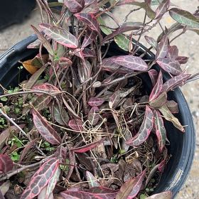 Photo of the plant species Asian Jasmine by @AbleGardenthyme named Doja Cat on Greg, the plant care app