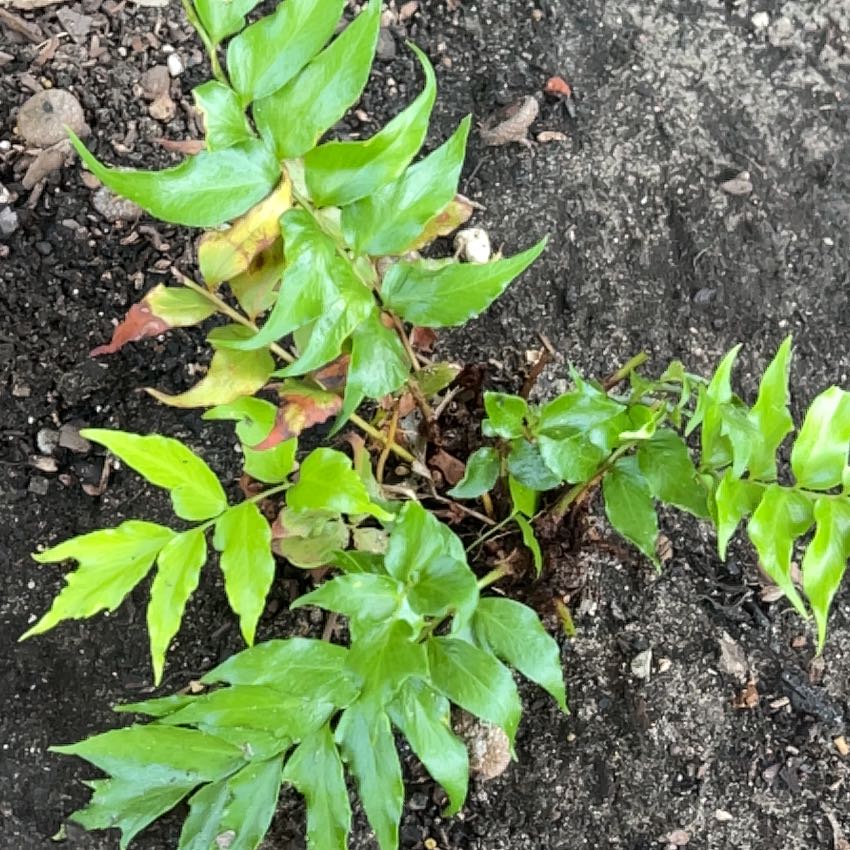 Photo of the plant species House Holly-Fern by @AbleGardenthyme named Harmony on Greg, the plant care app