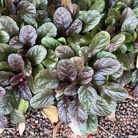 Photo of the plant species Blue Bugle by @AbleGardenthyme named Duke on Greg, the plant care app