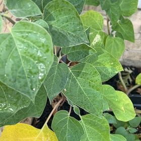 Photo of the plant species Angel's Trumpet by @AbleGardenthyme named Figyonce on Greg, the plant care app