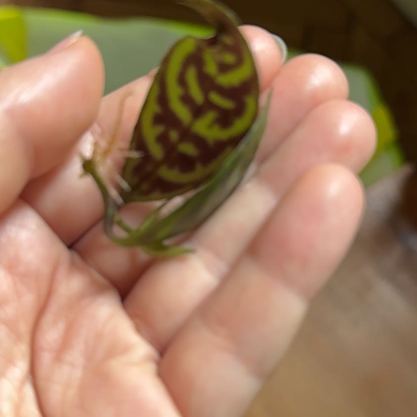Photo of the plant species Dog Tooth Lily by @PoshGardenphlox named da Vinci on Greg, the plant care app
