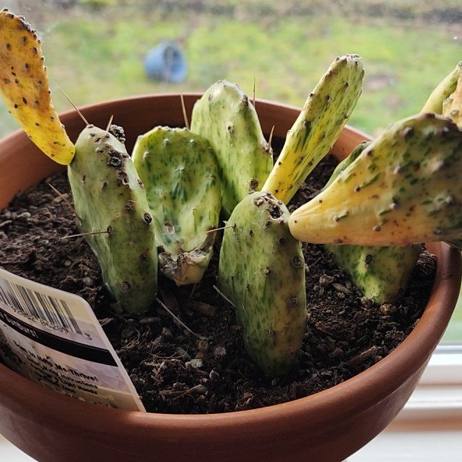 Photo of the plant species Prickley Pear Varigated by @PiousLychee22 named Einstein on Greg, the plant care app