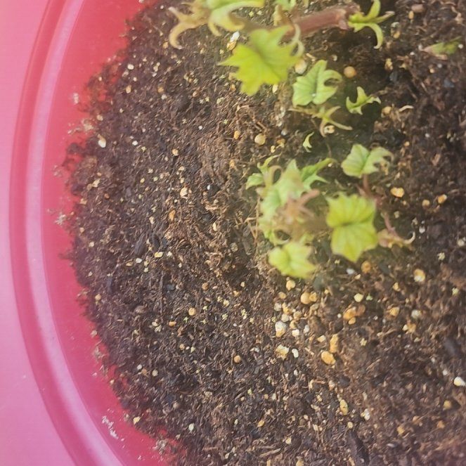 Photo of the plant species Sweet Potato 'Evangeline' by @PerkySuncup48 named Aria on Greg, the plant care app