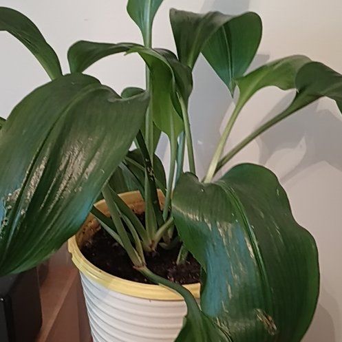 Photo of the plant species Urceolina amazonica by @SassyMonkorchid named Oscar on Greg, the plant care app
