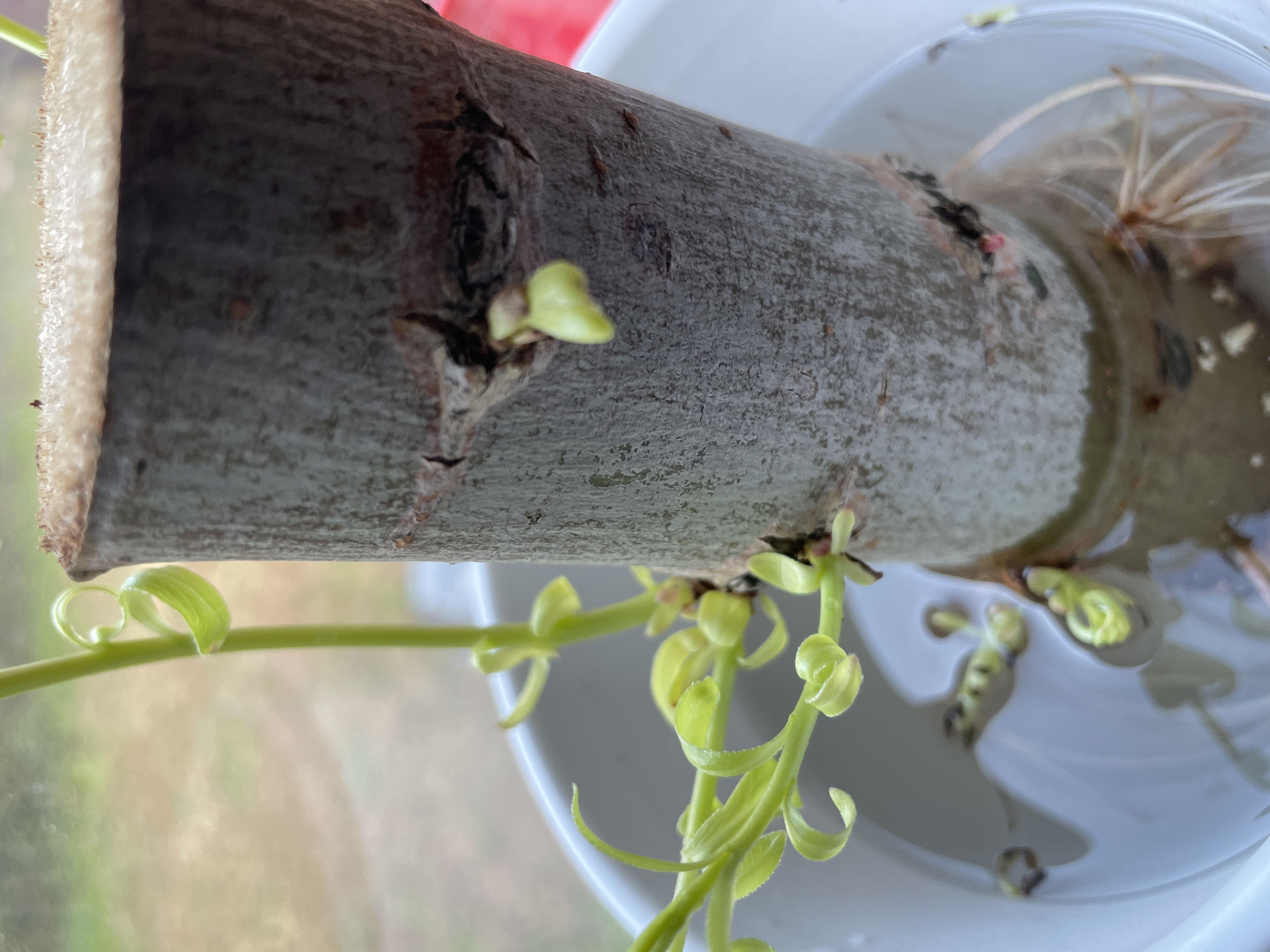 Photo from the post