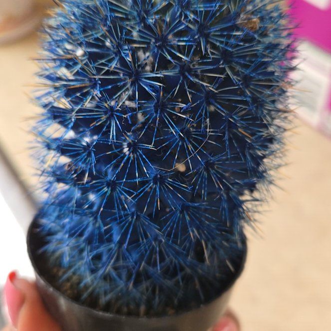 Photo of the plant species Kosmik Kaktus by @TotallyDaisy67 named Treeyoncé on Greg, the plant care app