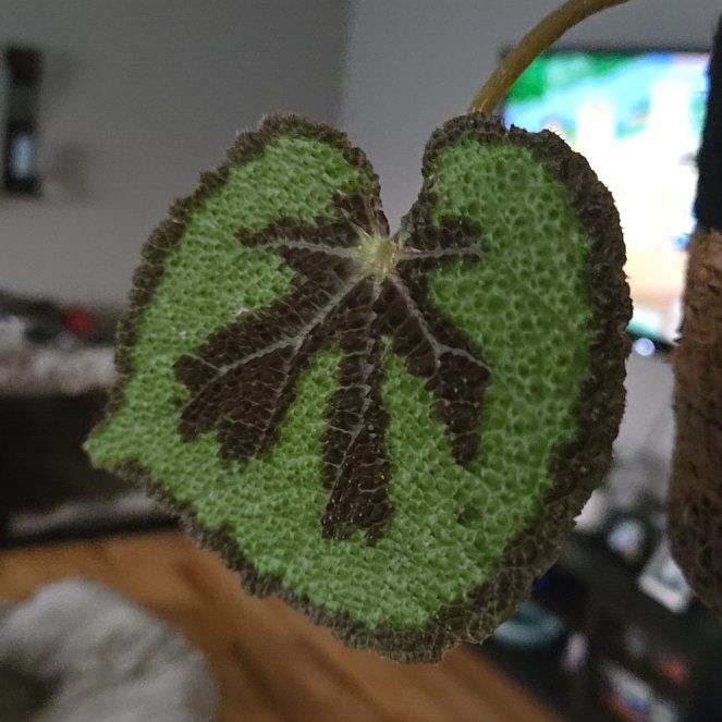 Photo of the plant species Begonia by @TotallyDaisy67 named Maya on Greg, the plant care app