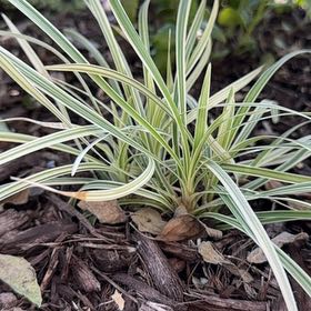Photo of the plant species Variegated Lilyturf by @GodlyTagetes named Naomi on Greg, the plant care app