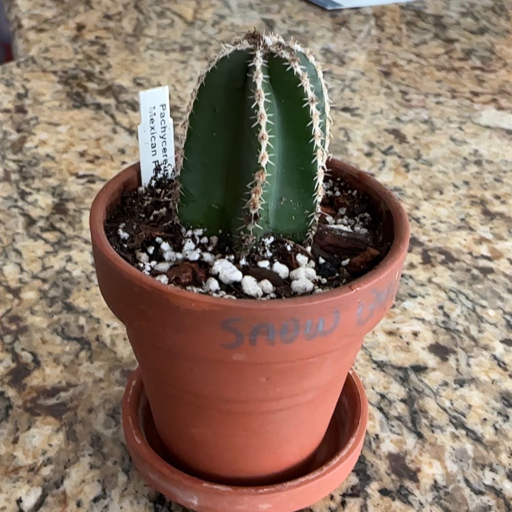 Photo of the plant species Mexican Fence Post Cactus 'Album' by @ZestyWhiteghost named ⍴ᥲsᥴᥲᥣ 🐯 on Greg, the plant care app