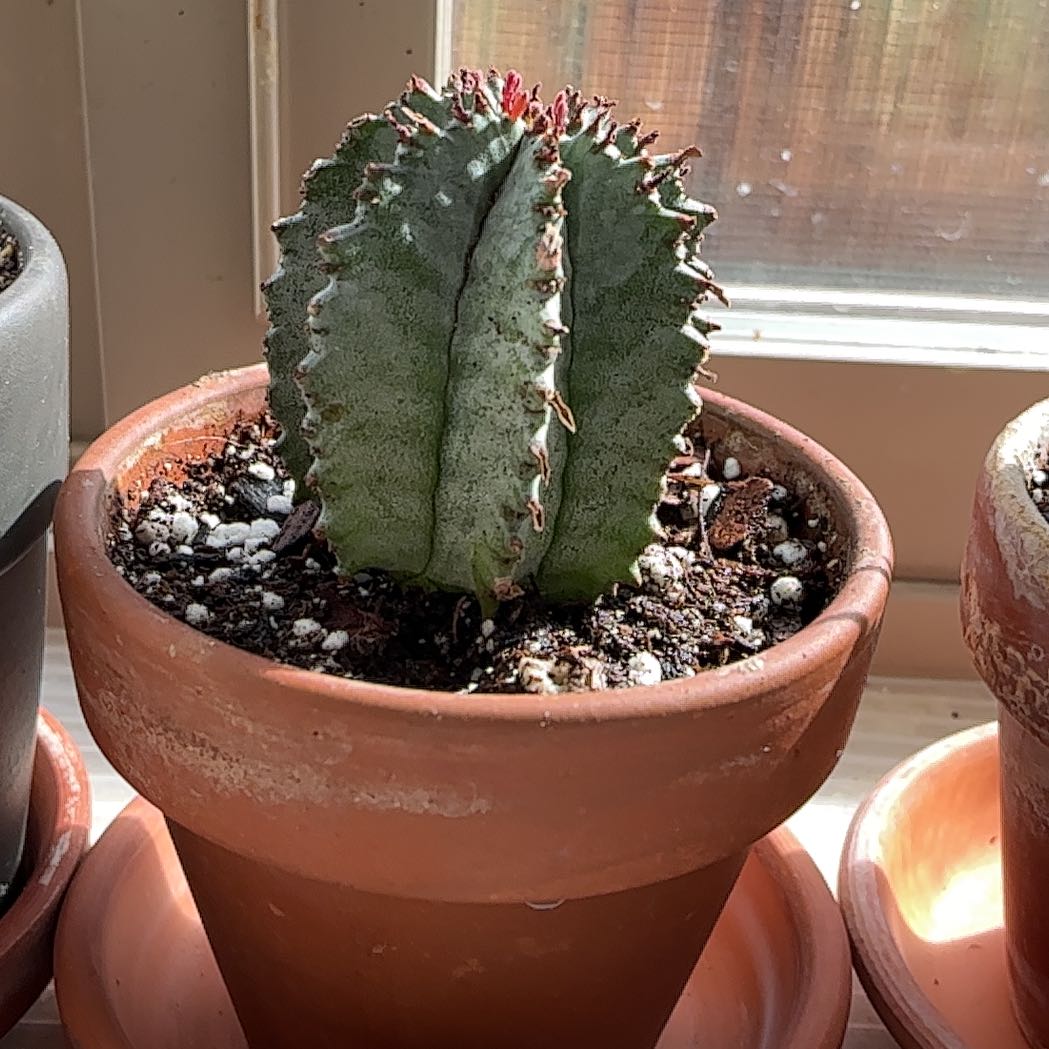 Photo of the plant species African Milk Barrel by @ZestyWhiteghost named 𝓔𝓛𝓲𝓷𝓪 ❃ on Greg, the plant care app