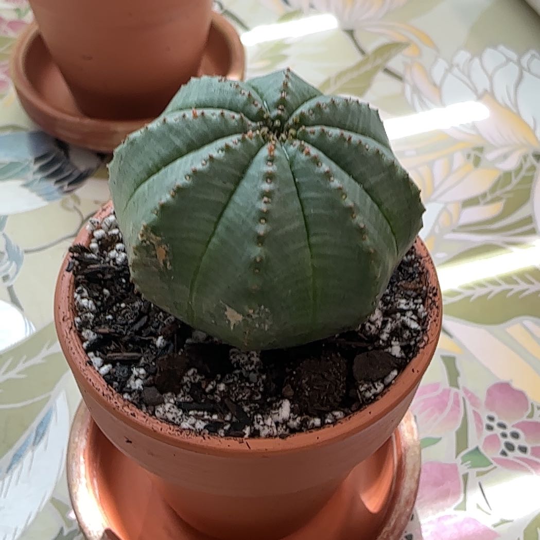 Photo of the plant species Baseball Plant by @ZestyWhiteghost named ᑲᥙs𝗍ᥱr ⍴᥆sᥱᥡ ⚾️ on Greg, the plant care app