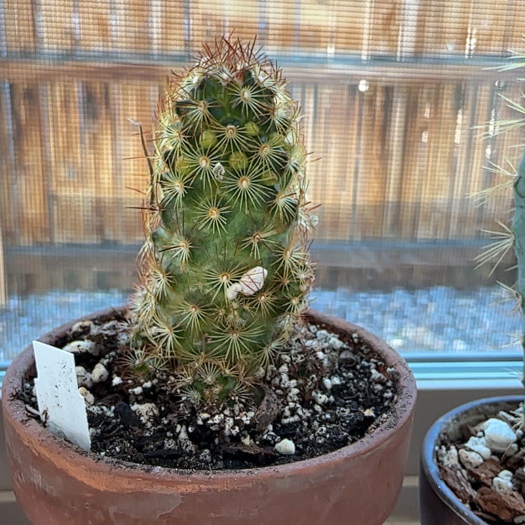 Photo of the plant species Lady Finger Cactus 'Copper King' by @ZestyWhiteghost named ᥣᥲძᥡ gᥲgᥲ ✧༺♥༻✧ on Greg, the plant care app