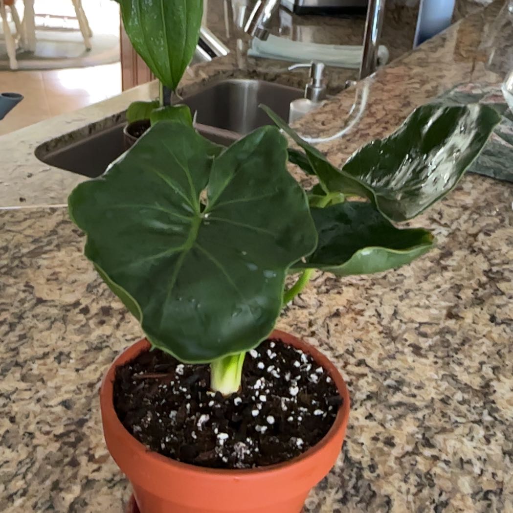 Photo of the plant species Philodendron 'Super Atom' by @ZestyWhiteghost named grᥱgᥲrі᥆ᥙs 🦋 on Greg, the plant care app