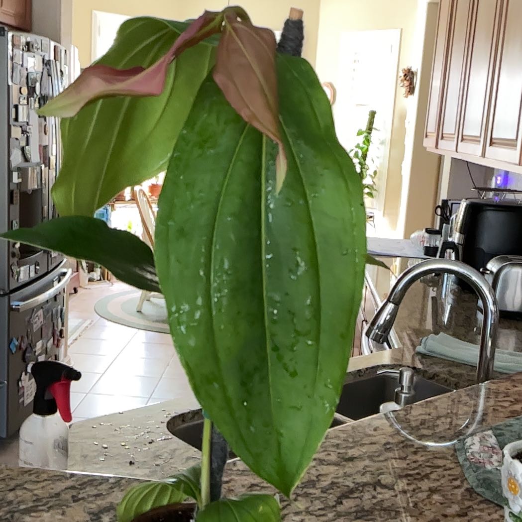 Photo of the plant species Showy Medinilla by @ZestyWhiteghost named ძᥱᥒᥲᥣі 🪴 on Greg, the plant care app