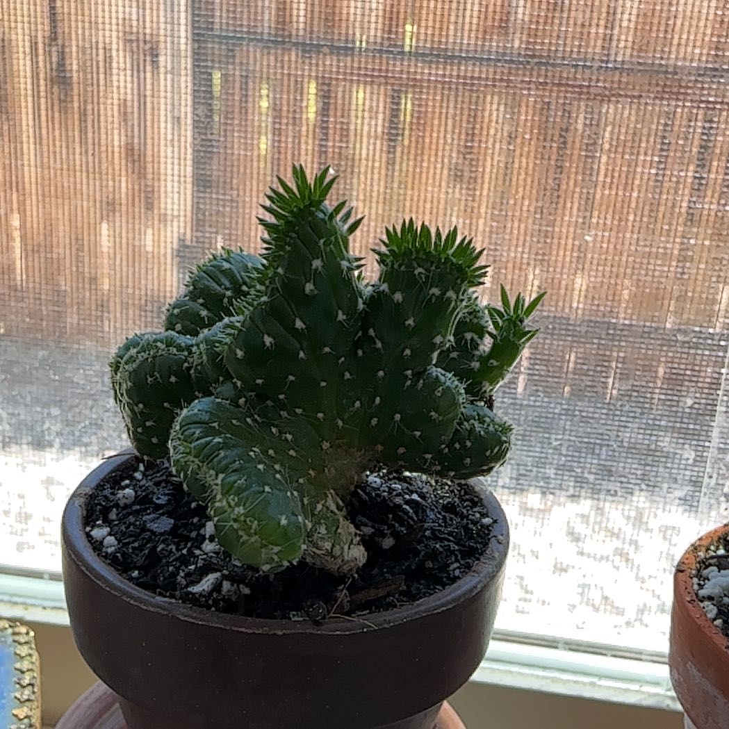 ᥲᑲᑲᥡ 🌵