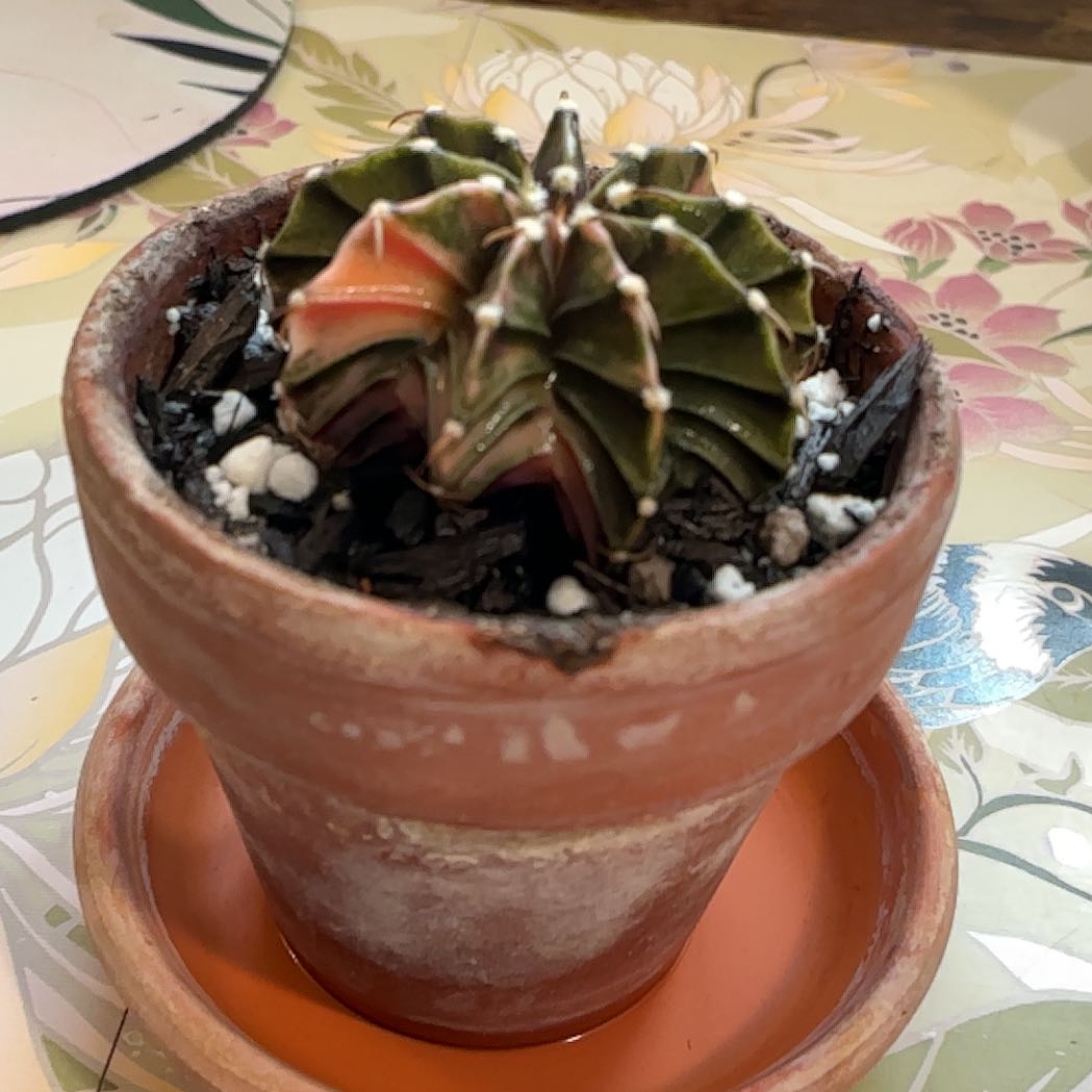 Photo of the plant species Variegated Moon Cactus by @HummingbirdMint named 𝗍іᥒkᥱrᑲᥱᥣᥣ 🐞 on Greg, the plant care app