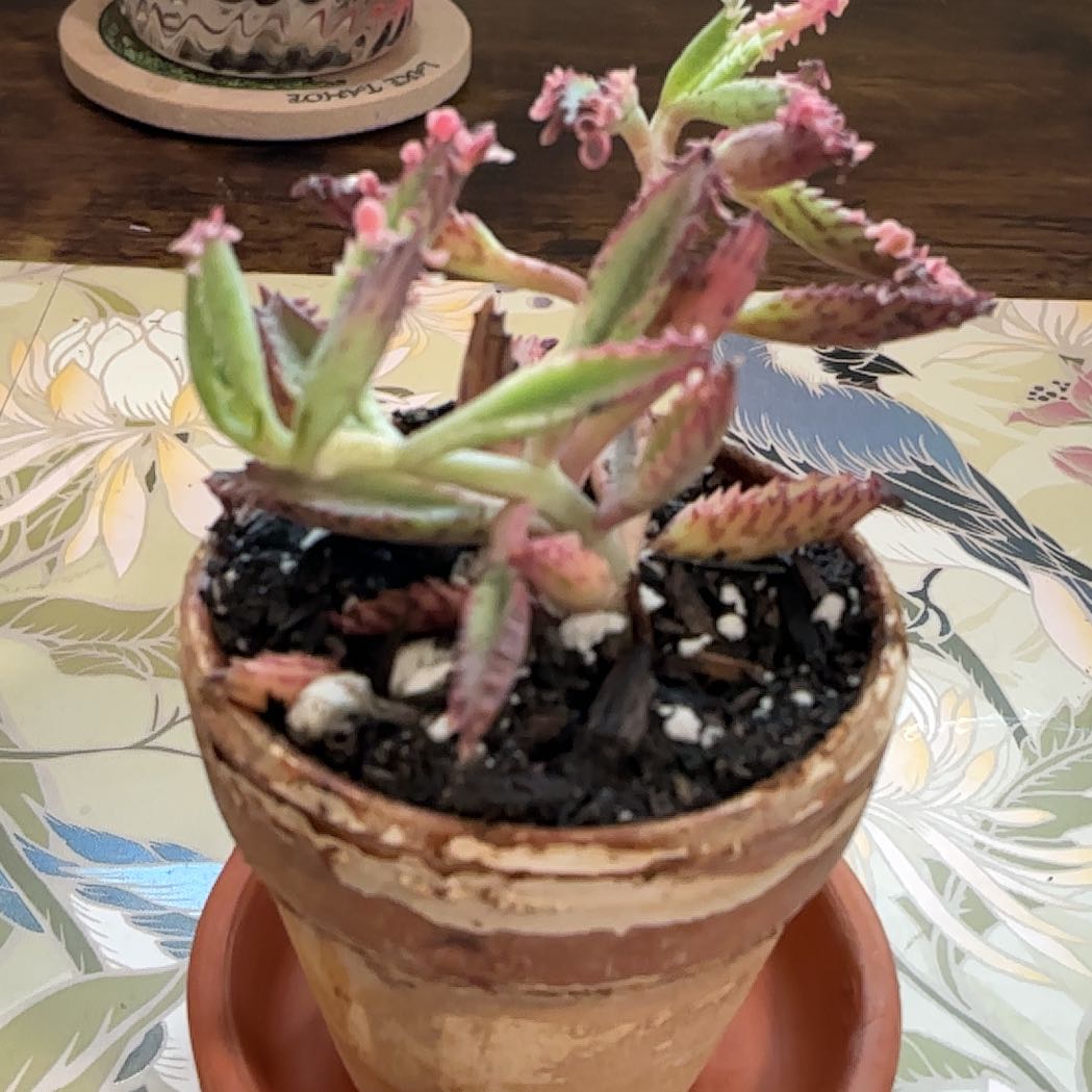 Photo of the plant species Kalanchoe 'Pink Butterflies' by @HummingbirdMint named gіzm᥆ 🦋 on Greg, the plant care app
