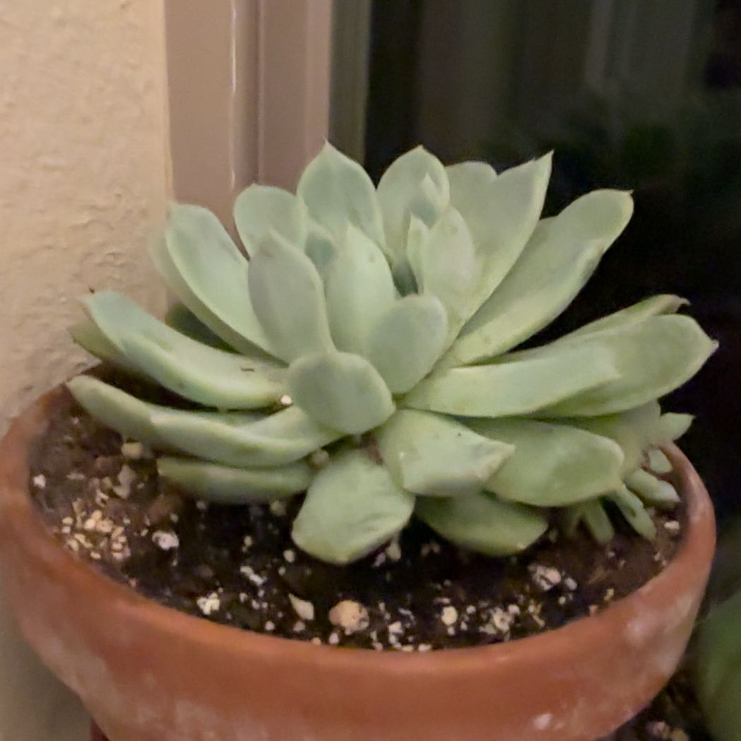 Photo of the plant species Peach Queen by @ZestyWhiteghost named mᥲrіᥣᥡᥒ 🌻 on Greg, the plant care app