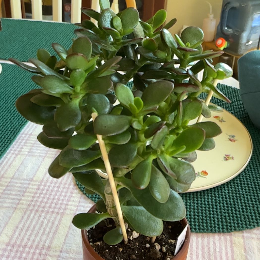 Photo of the plant species Dwarf Jade Plant by @HummingbirdMint named ᥲs𝗍r᥆ 🪴 on Greg, the plant care app
