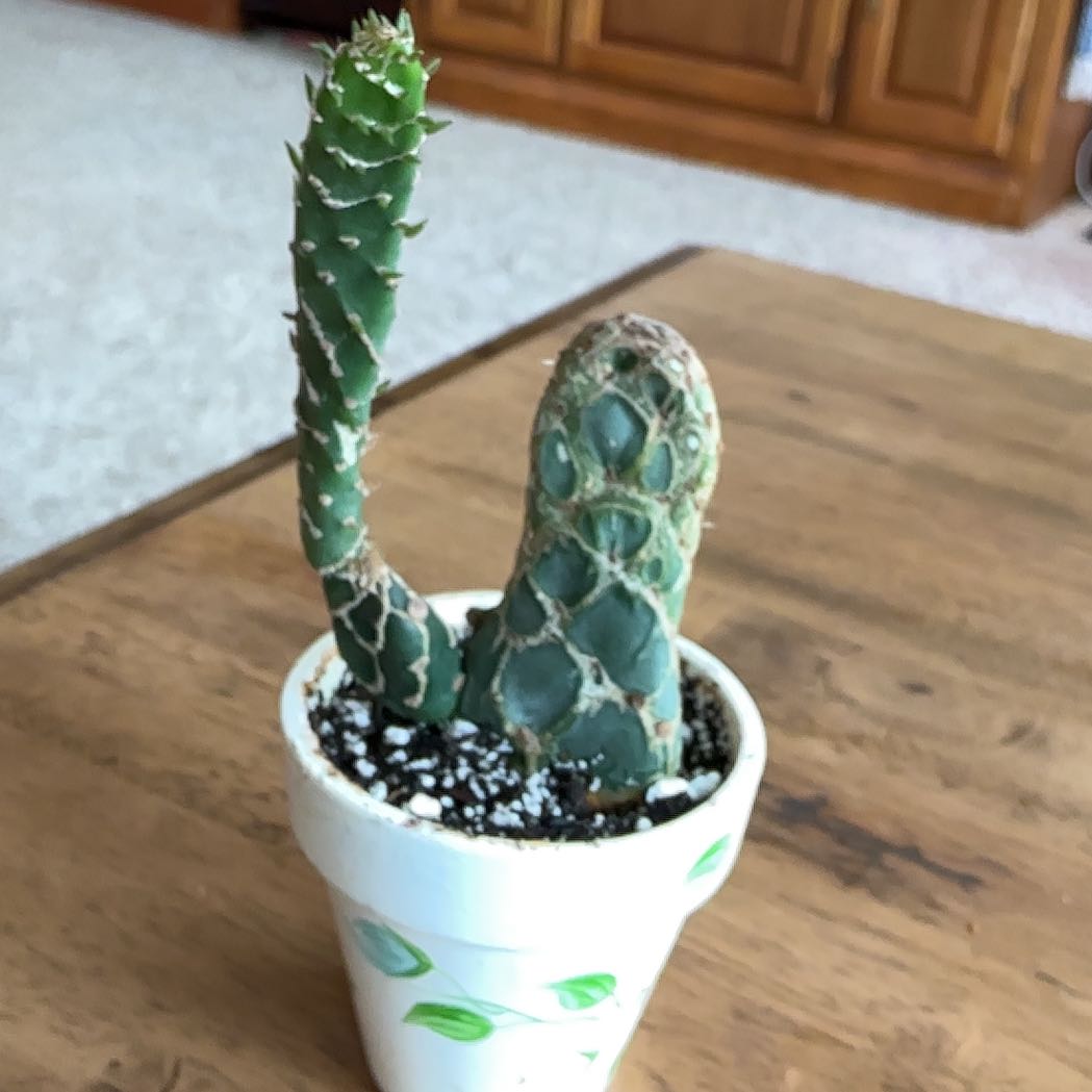 Photo of the plant species Cobra Cactus by @HummingbirdMint named s⍴іkᥱ 🌵 on Greg, the plant care app