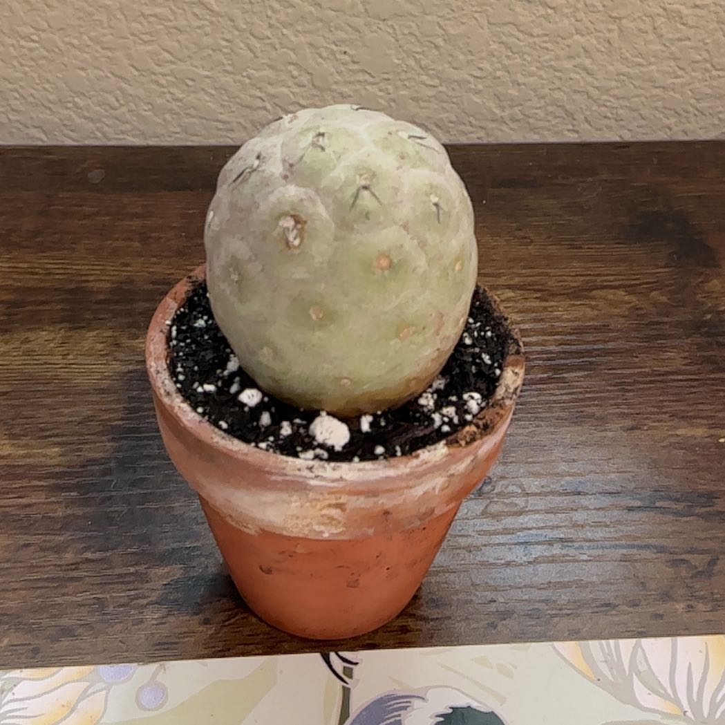 Photo of the plant species Tephrocactus geometricus by @HummingbirdMint named gr᥆mі𝗍 🏜 on Greg, the plant care app