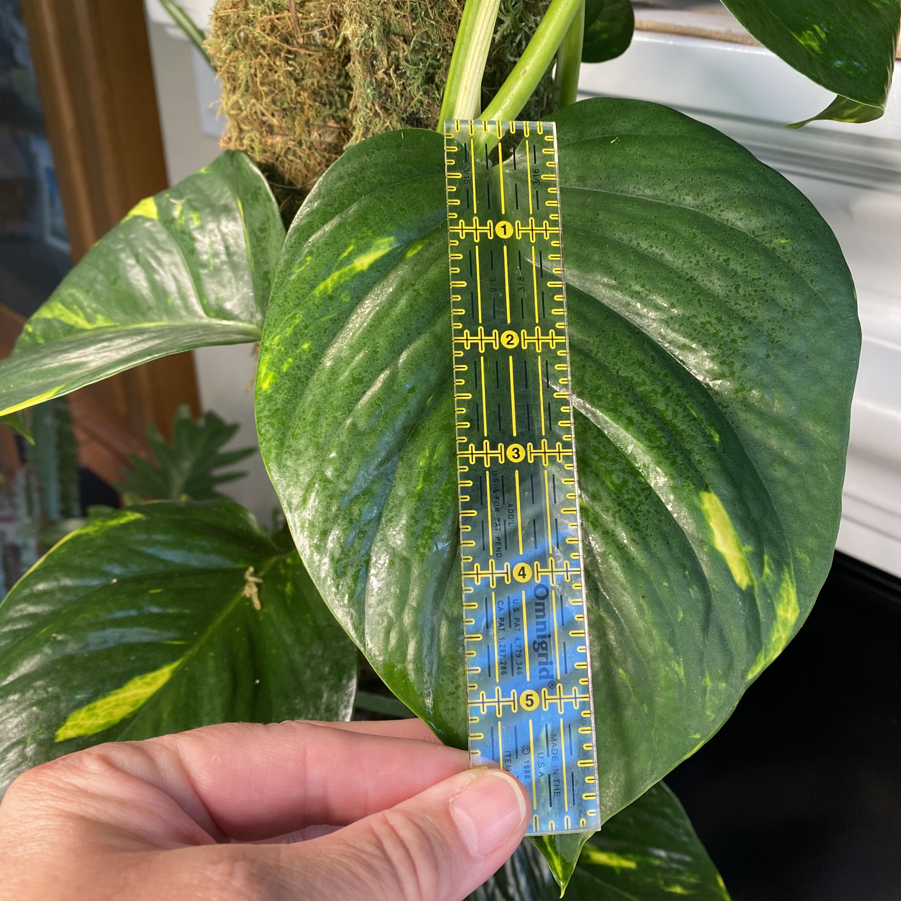 Photo from the post