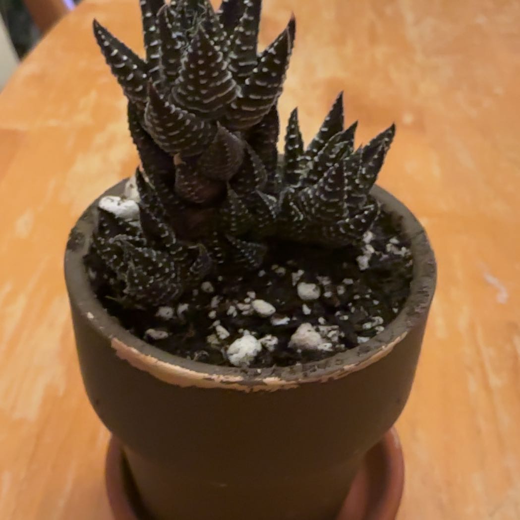 Photo of the plant species Haworthiopsis coarctata by @HummingbirdMint named sᥲһᥲrᥲ 🏜 on Greg, the plant care app