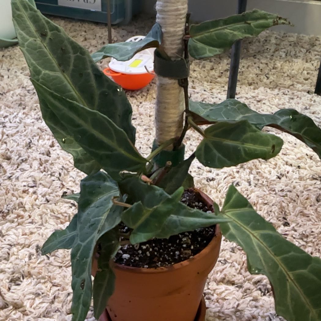 Photo of the plant species Jungle Vine by @HummingbirdMint named ᥴᥣᥱ᥆⍴ᥲ𝗍rᥲ 🌿 on Greg, the plant care app