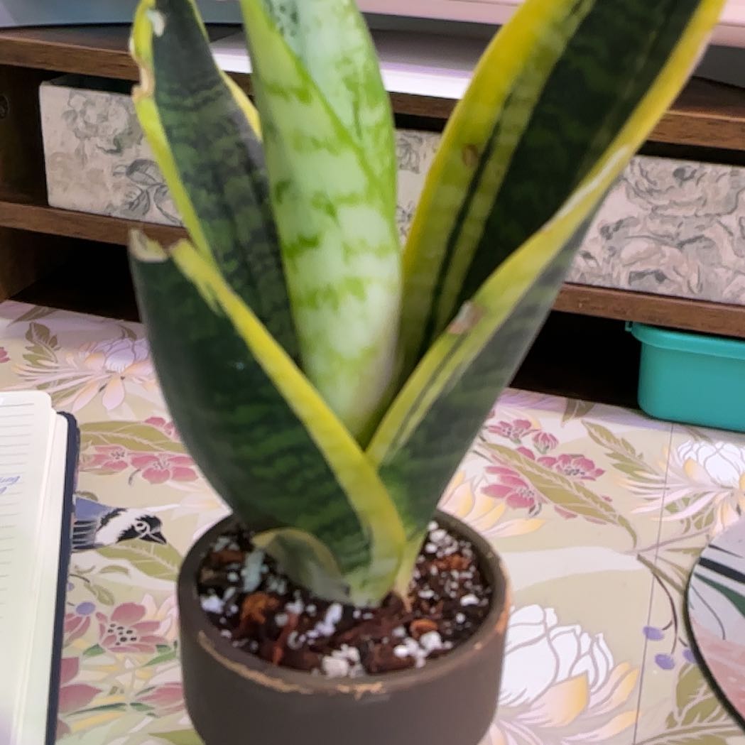 Photo of the plant species Sansevieria 'Superba' by @HummingbirdMint named S͛n͛a͛p͛e͛ 🧙‍♂️ on Greg, the plant care app