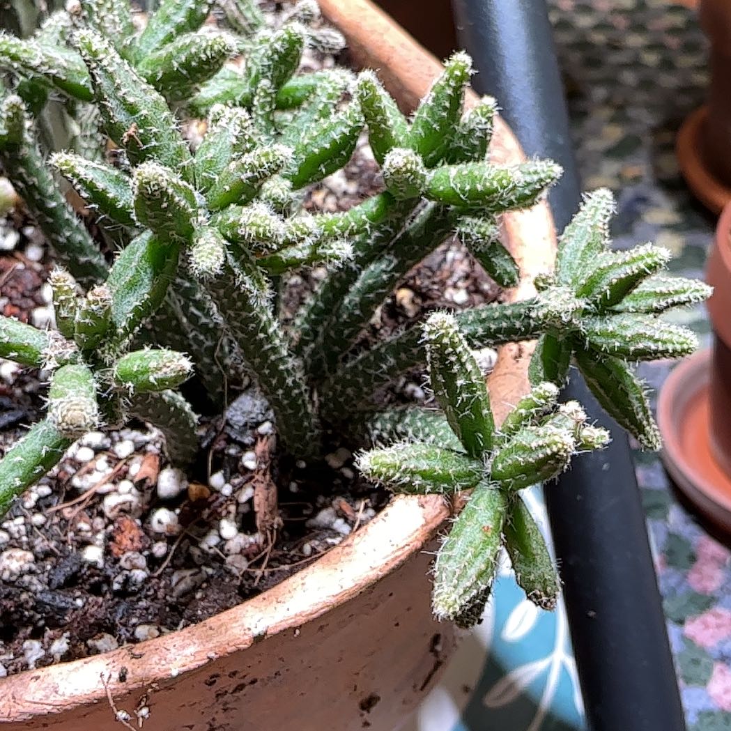 Photo of the plant species Mouse Tail Cactus by @HummingbirdMint named һᥱmіᥒgᥕᥲᥡ 🐬 on Greg, the plant care app