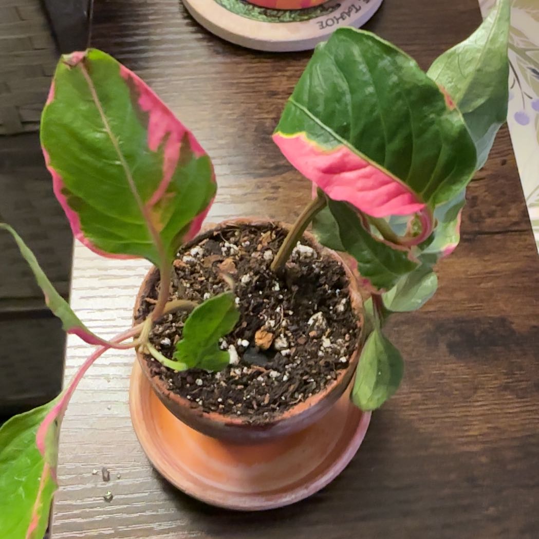 Photo of the plant species Party Time Alternanthera by @HummingbirdMint named g᥆ᑲі  🪴 on Greg, the plant care app
