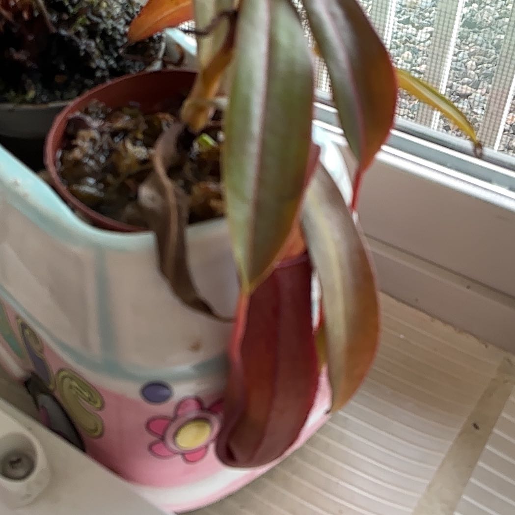 Photo of the plant species Nepenthes X 'Rebecca Soper' - Nepenthes gracillima 'Dark Red' X ventricosa by @HummingbirdMint named ᥣ᥆kі 🐙 on Greg, the plant care app