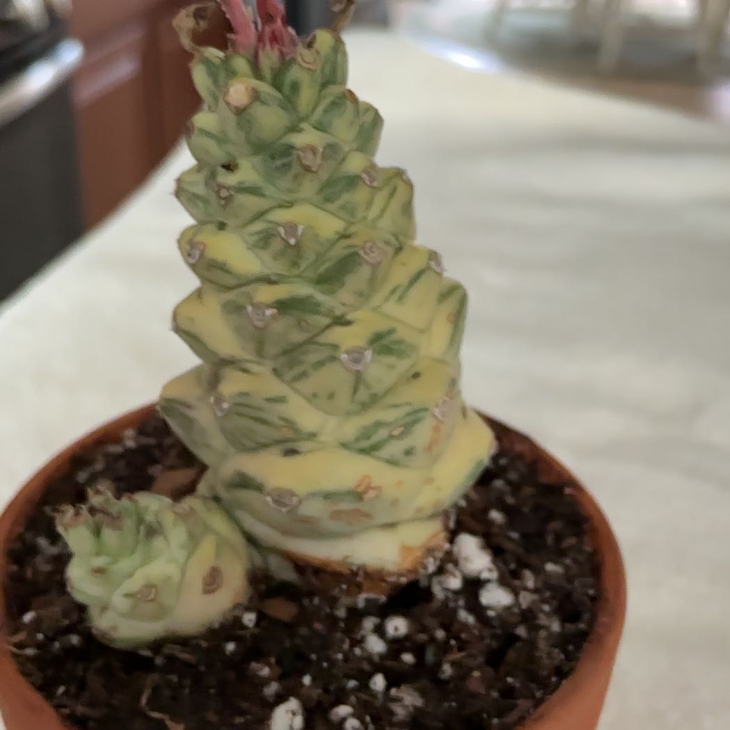 Photo of the plant species Euphorbia ritchiei by @HummingbirdMint named mᥲᥡᥲ 🦋 on Greg, the plant care app