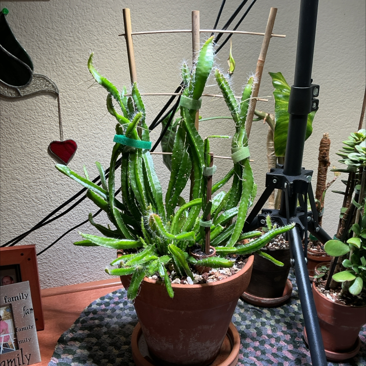 Photo of the plant species Yellow Dragon Fruit by @ZestyWhiteghost named B͛u͛C͛k͛b͛e͛a͛k͛ 🦤 on Greg, the plant care app