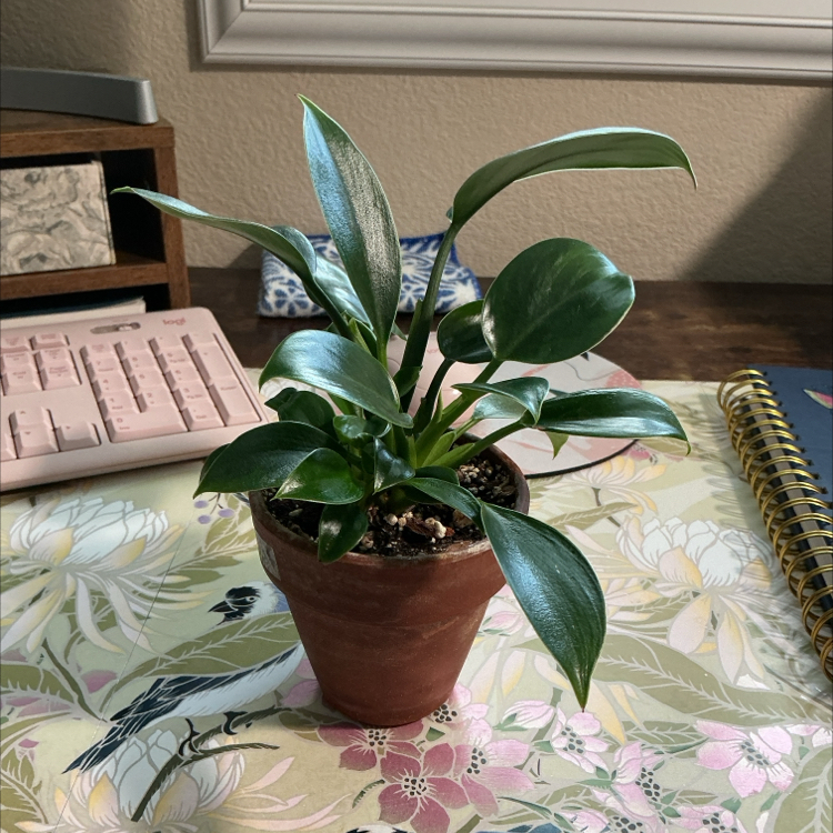 Photo of the plant species Green Princess by @ZestyWhiteghost named ᥲrіᥲ 🍄 on Greg, the plant care app