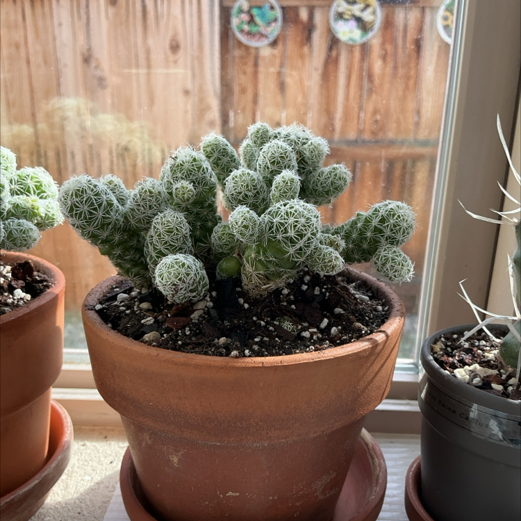 Photo of the plant species Thimble Cactus by @ZestyWhiteghost named ᥆ᥣᥣᥡ 🍄 on Greg, the plant care app