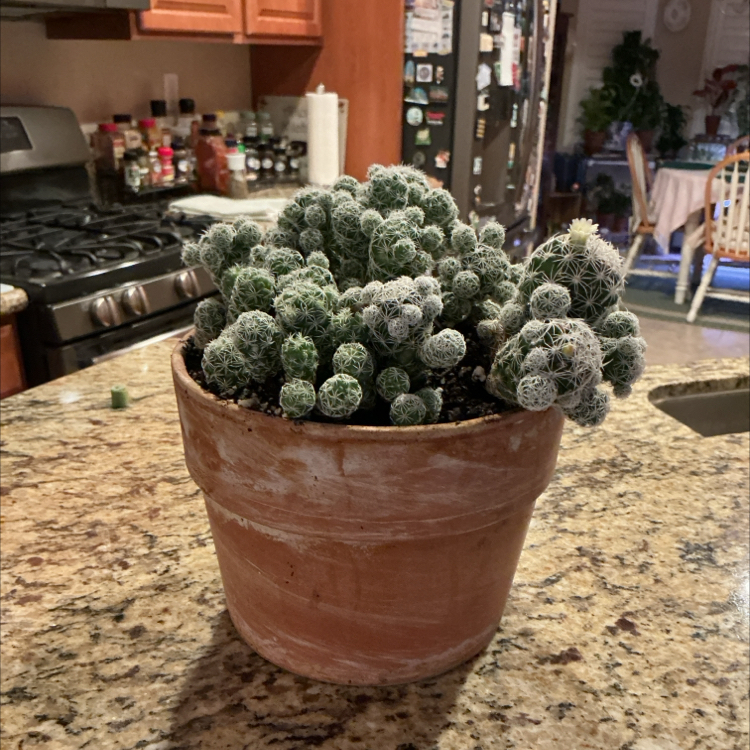 Photo of the plant species Thimble Cactus by @HummingbirdMint named ᥆ᥣᥣᥡ 🍄 on Greg, the plant care app